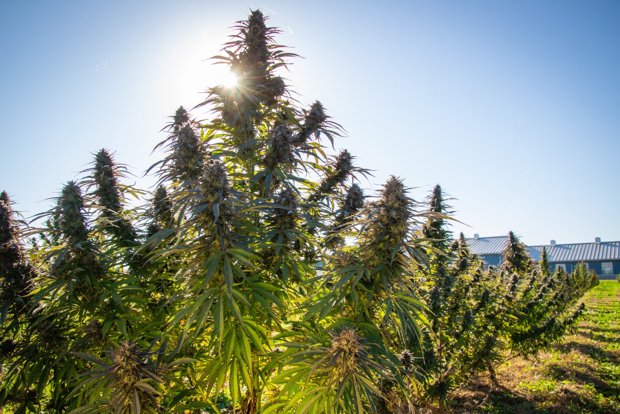 Konopie Natural Wellness header image